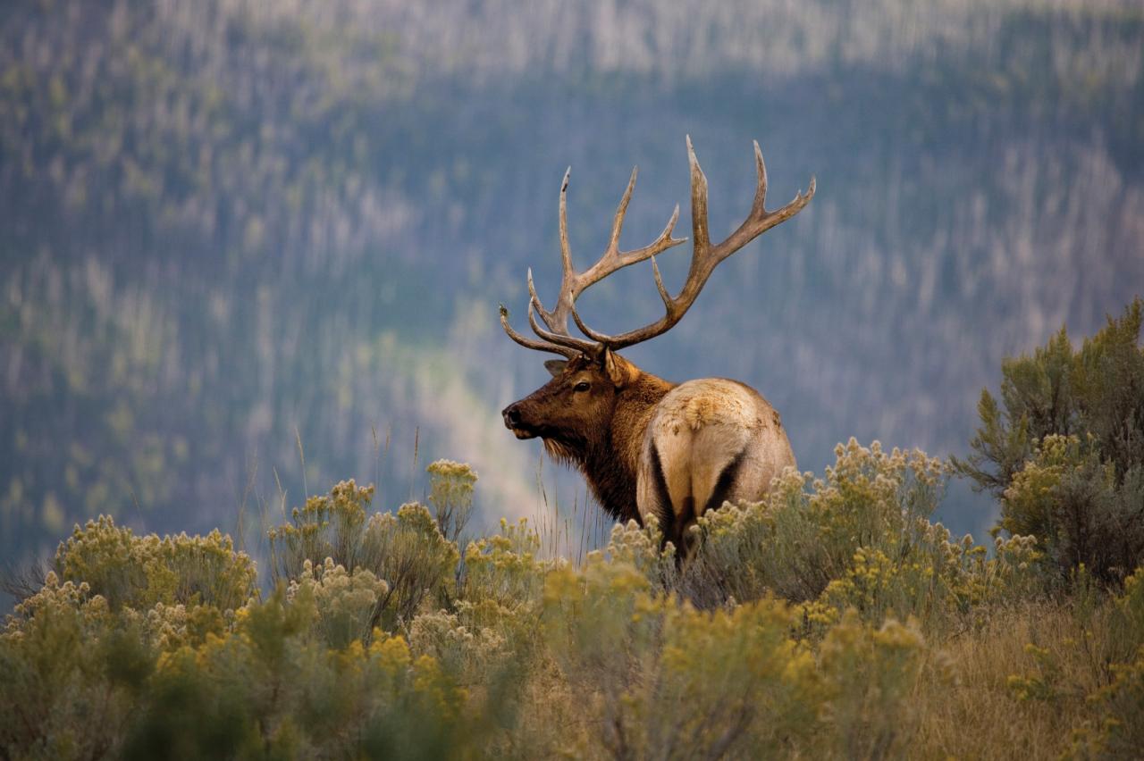 Elk tracking training Grand Mesa Colorado Rocky Mountains