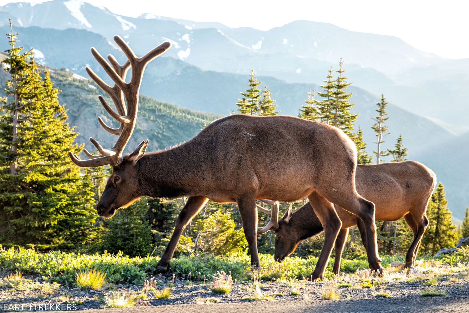 elk on trail grand mesa colorado track and sign training certification cybetrackerElk