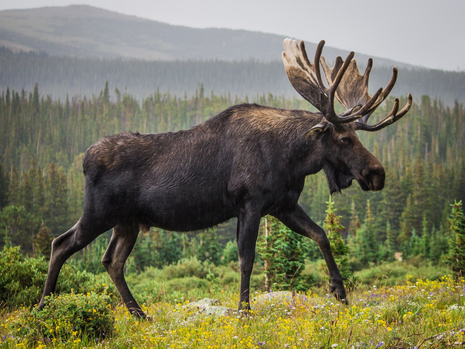 moose roam the rocky mountains grand mesa colorado